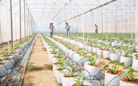 Hydroponic Support